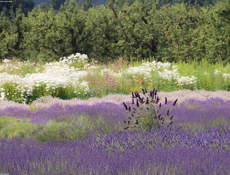 Finca Lavanda del Tajuña